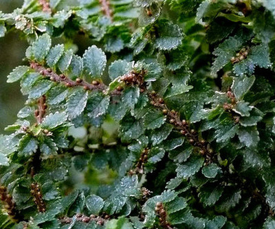 Hokkaido Dwarf Chinese Elm - Ulmus parvifolia - 2.5" Pot - Fairy Garden/Bonsai