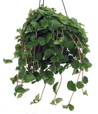 Creeping Charlie 6" Hanging Basket - Pilea - Easy to Grow