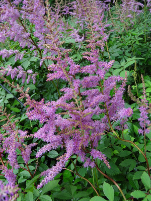 Amethyst Astilbe - Live Plant - Quart Pot