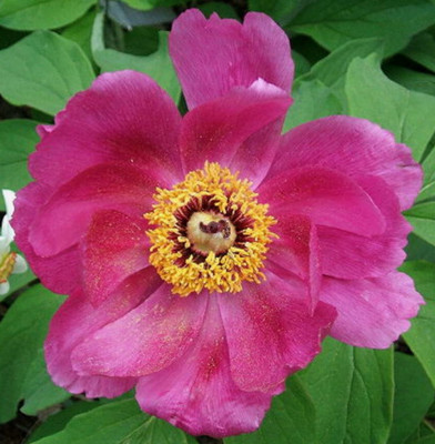 Banatica Rose Peony 4 Seeds - Paeonia - Perennial