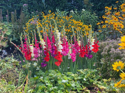 Mixed Glamini Gladiolus 10 Bulbs - NEW! - Petite - 10/12 cm