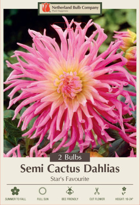 Star's Favourite Cactus Dahlia - Soft Rose Pink - 2 Bulbs