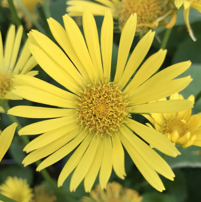 Little Leo Leopard's Bane - Doronicum - Live Plant - Quart Pot
