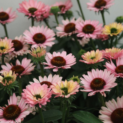 SunSeekers® Salmon Coneflower Plant - Echinacea - 2.5" Pot