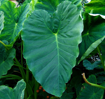 Elephant Ear -  1 Medium Bulb 11/13" - Colocasia esculenta