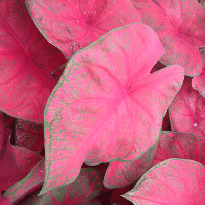 Brandywine Caladium 3 Bulbs - Deep Wine Red - #1 Size Bulbs