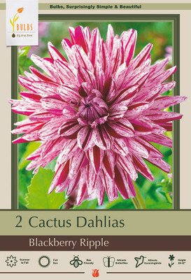 Blackberry Ripple Cactus Dahlia - 2 Root Clumps - Deep Violet!