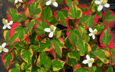 Edible Everchanging Chameleon Plant - Fish Mint - Houttuynia - 2.5" Pot