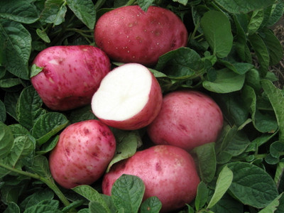 Red Pontiac Potato 6 Tubers/Seed Potatoes