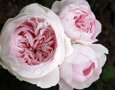 Earth Angel™ Floribunda Rose - Soft Pink Blooms - 4" Pot