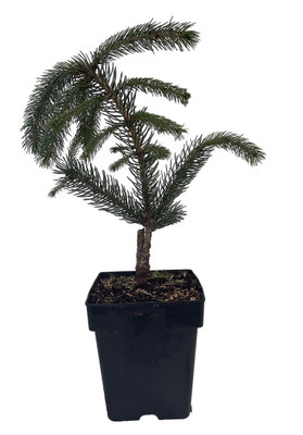 Weeping White Spruce Tree - Picea glauca Pendula - 5.5" Pot