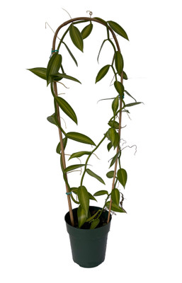 Variegated Green & Cream Vanilla Bean Orchid Plant - 6" Pot on Trellis