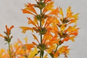 First Light® Sunrise™ Orange Hummingbird Mint - Agastache - Hardy - 2.5" Pot