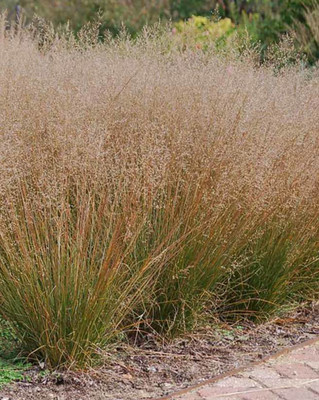 Tara Praire Ornamental Grass Plant - Sporobolus heterolepis - 2.5" Pot