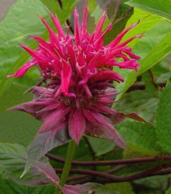 Raspberry Wine Bee Balm - Monarda - Bright Red & Pink - Live Plant - Gallon Pot