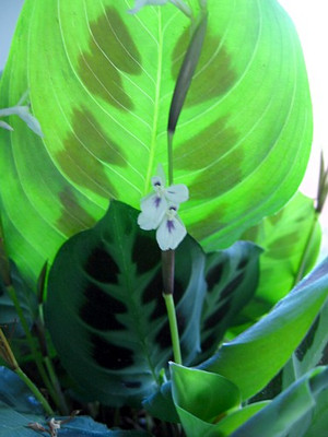 Green Prayer Plant - Maranta - 6" Pot