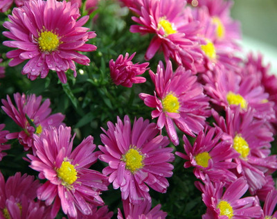 Aster Kickin Carmine Red Fall Blooming Perennial - Hardy - Gallon Pot