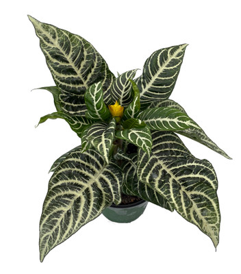 Aphelandra Zebra Plant - Exotic & Unusual House Plant - 6" Pot