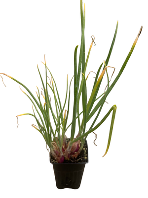 Shallot Plant - Mild Onion Flavor - 3" Pot