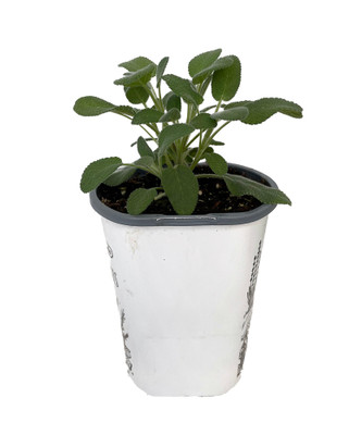 Garden Sage - Kitchen Sage - Dalmatian Sage - Salvia officinalis - 4.33" Pot