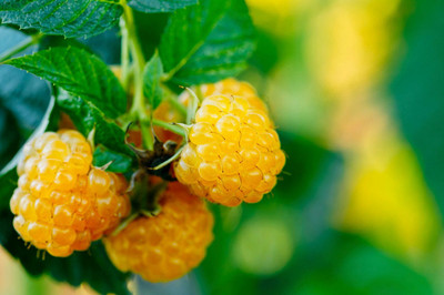 Fall Gold Everbearing Raspberry Plant - 3.25" Pot