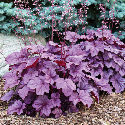 Coral Bells Pink Panther - Heuchera - Shade Perennial - Gallon Pot