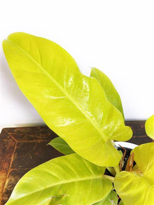 Rare Golden Melinonii Philodendron - Easy to Grow - 4" Pot