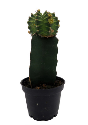 Green Grafted Moon Cactus - Live Plant - 2.5" Pot