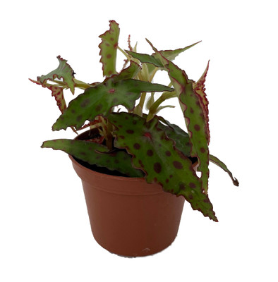 Rare Butterfly Begonia Plant - Begonia amphioxus - 2.5" Pot - Collector's Series