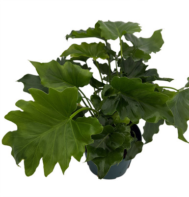 Shangri-La Philodendron - Easy to Grow House Plant - 4" Pot
