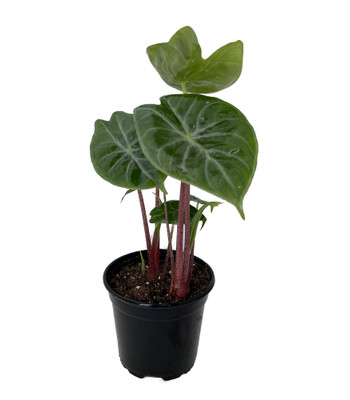Ivory Coast African Mask Plant - Elephant Ear - Alocasia - Indoors/Out - 4" Pot