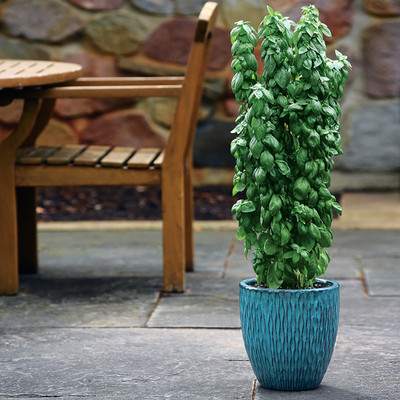 Emerald Towers Basil Herb Plant - 3" Pot - Great for Patios