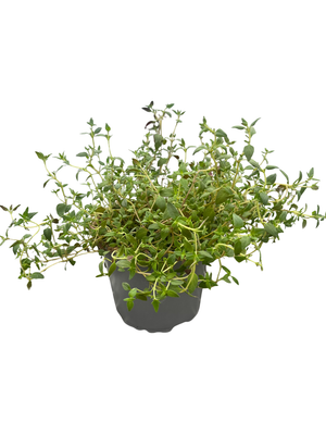 English Thyme Herb - 4" Pot - Thymus Vulgaris - Live Plant