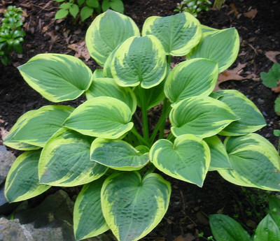 Wide Brim Hosta - Shade Loving Perennial Plant - Quart Pot