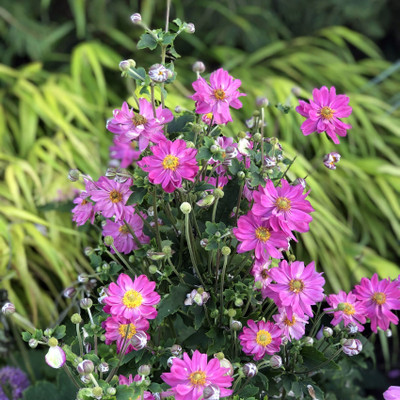 Curtain Call Pink Japanese Anemone - Windflower - Fall Flowering - Gallon Pot