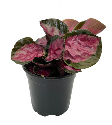 Rosy Prayer Plant - Calathea roseopicta 'rosy' - Easy - 2" Pot