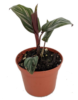 Pin Stripe Prayer Plant - Calathea ornata - Easy House Plant - 2" Pot