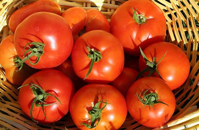 Jet Star Tomato Plant - Early Season - 3.5" Pot
