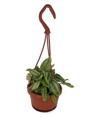 Mini Watermelon Peperomia 4" Mini Hanging Basket - Easy to Grow Houseplant