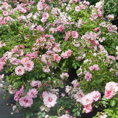 RINGO® Double Pink Landscape Rose - Proven Winners - 4" Pot