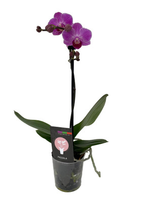 Piccola Surprise Moth Orchid Plant - Phalaenopsis - 3.5" Pot - Dwarf Variety