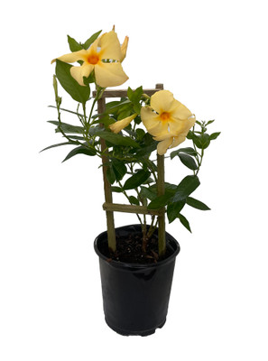 Pale Yellow Jasmine Plant - Mandevilla - 6" Pot with Wood Trellis