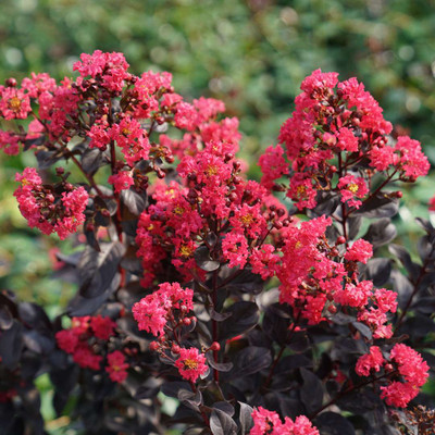 CENTER STAGE® PINK Crapemyrtle - Lagerstroemia indica - Proven Winners - 4" Pot