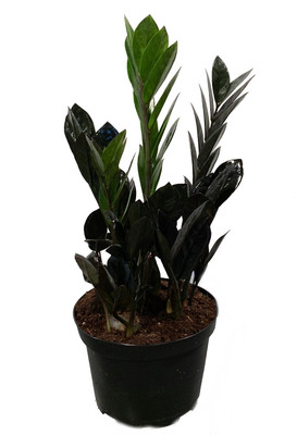 Black Super Nova ZZ Plant - Zamioculcas - 6" Pot - Collector's