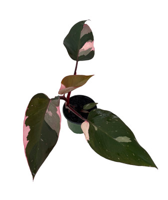 Rare Pink Princess Philodendron - 4" Pot - Collector's Series