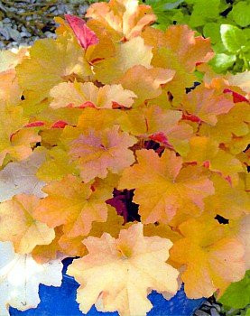 Caramel Coral Bells - Heuchera - Shade Perennial - 2.5" Pot