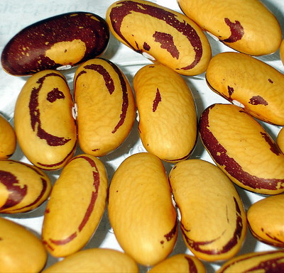 Tiger Eye Bush Bean Seeds - 50 Seeds