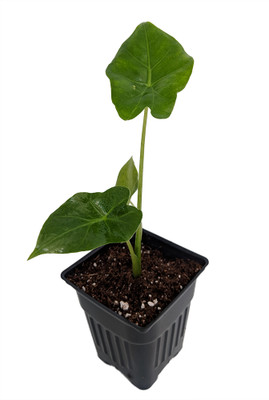 Tyrion Amazon Shield Plant - Alocasia - Houseplant - 2.5" Pot