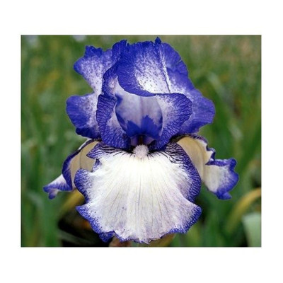 Hemstitched Bearded German Iris Rhizome - Rebloomer - Top Size Root