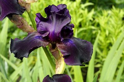 Superstition Black Bearded German Iris - Top Size Root
